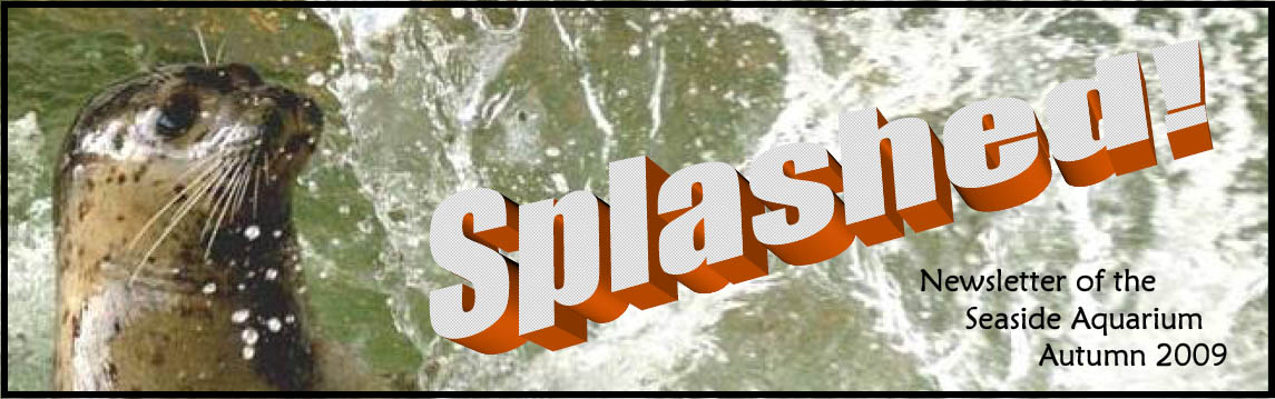 Splash Newsletter