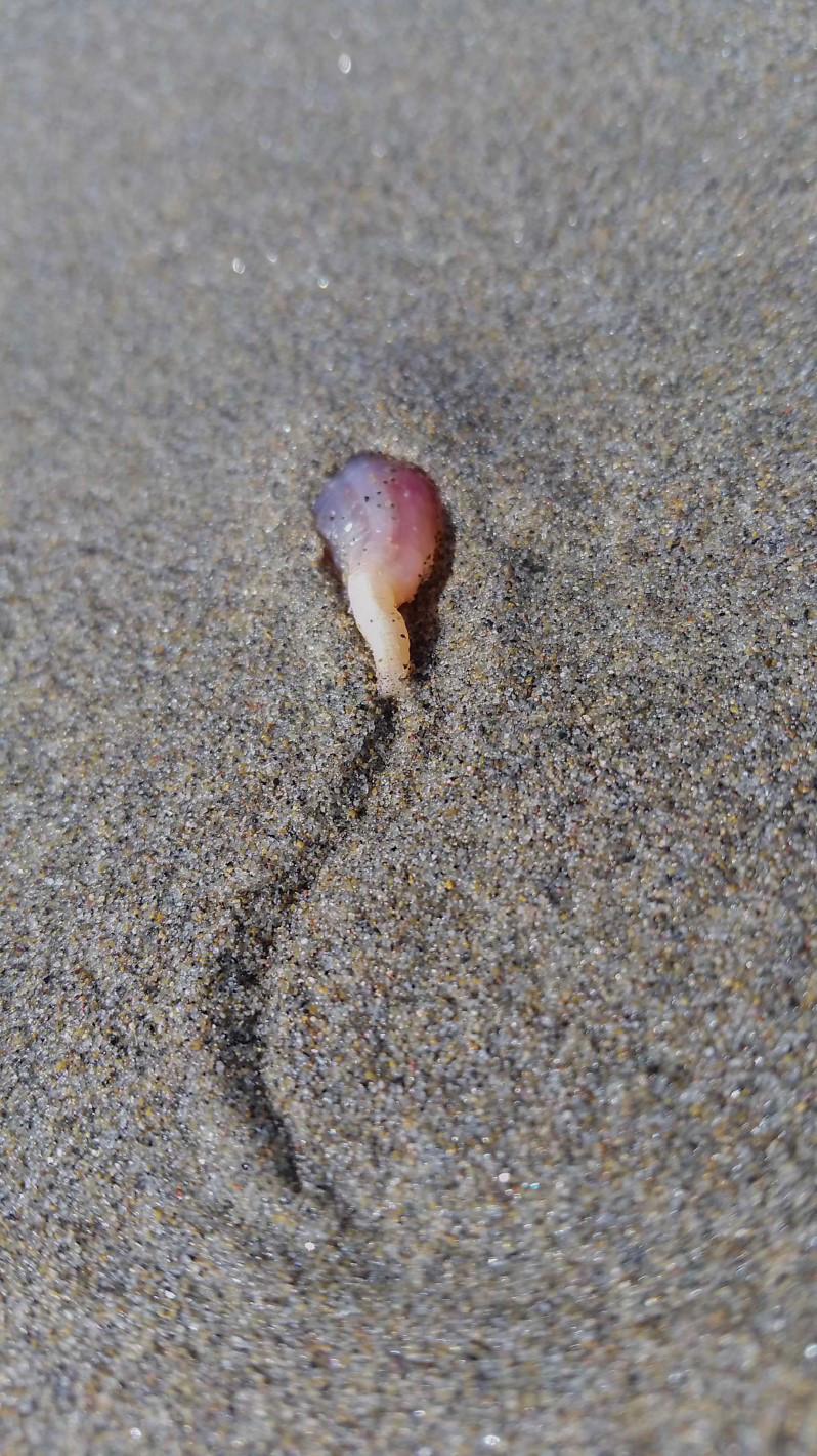 burrow sea cucumbers