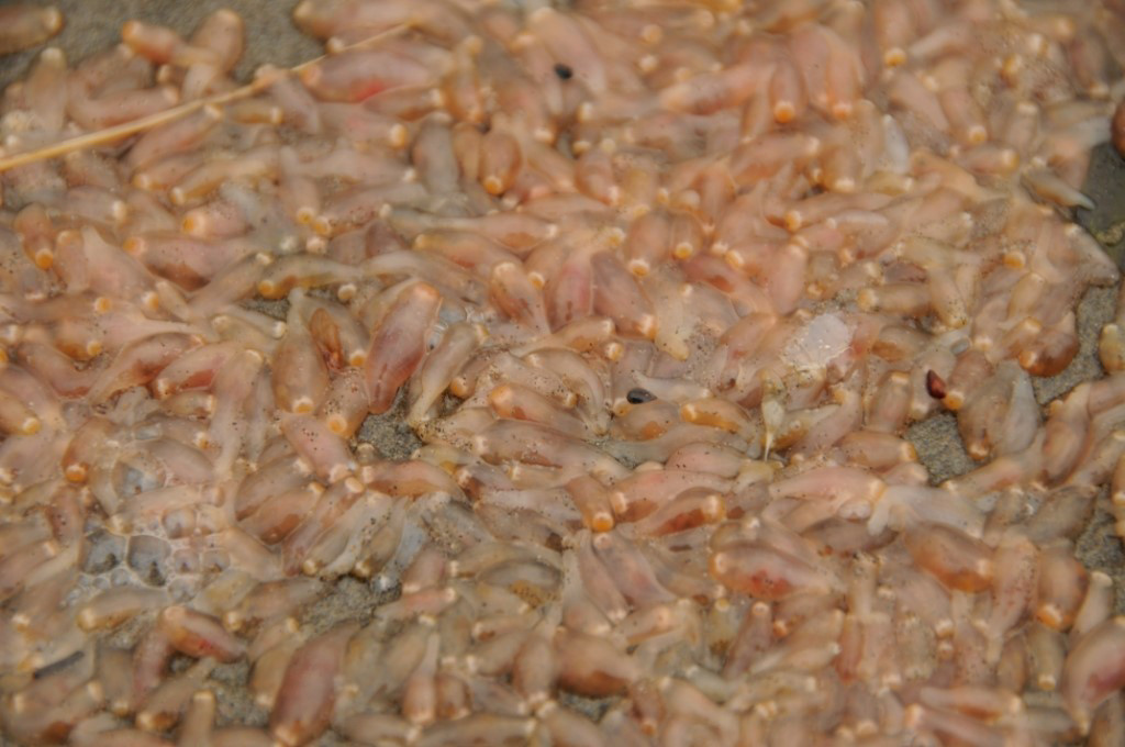 burrow sea cucumbers