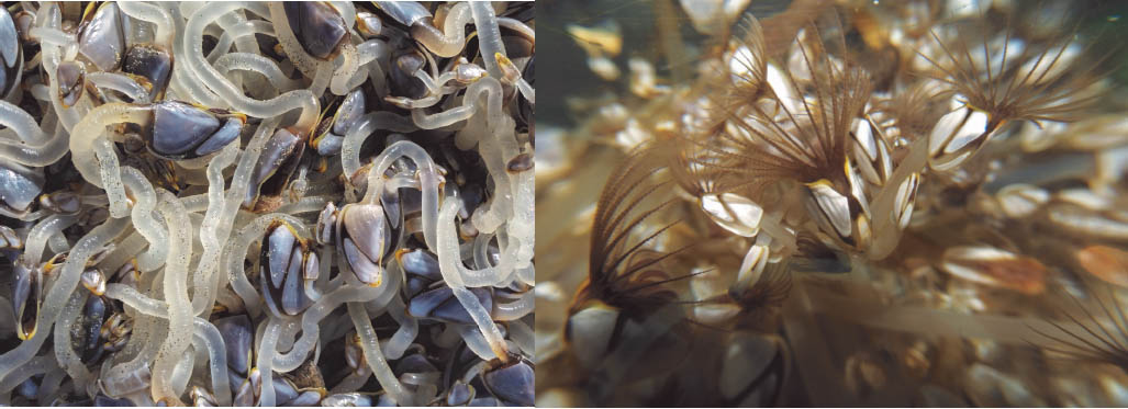 CLOSEUP OF PELAGIC GOOSENECK BARNACLES