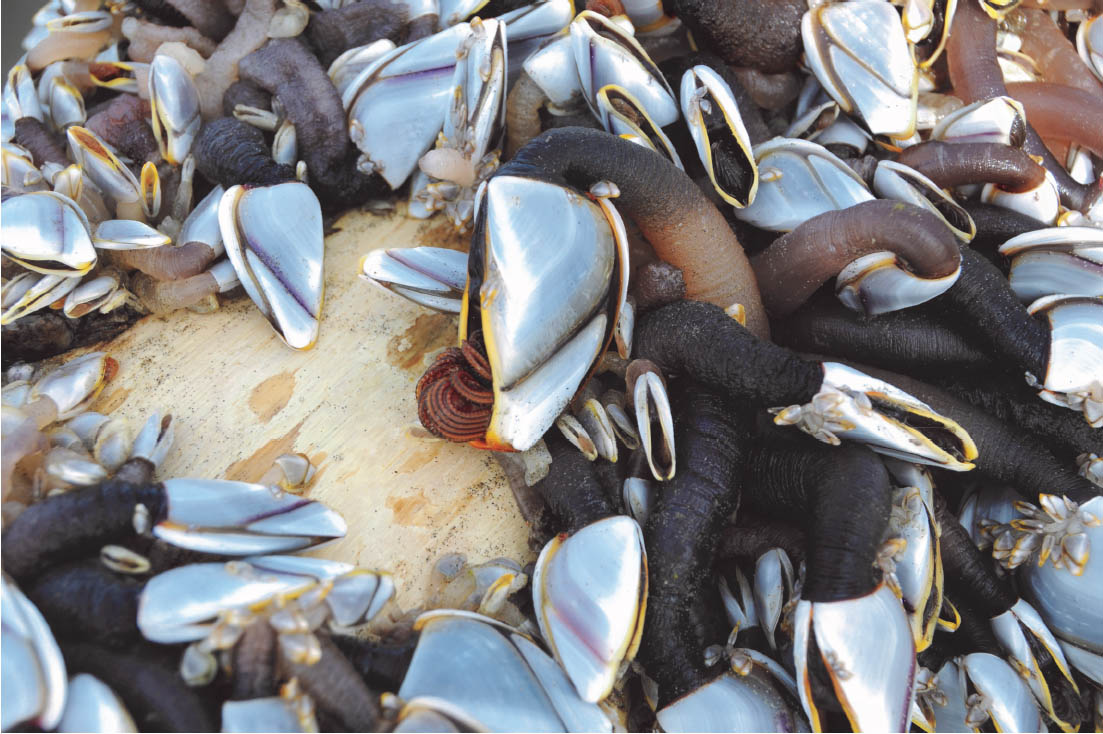 MANY PELAGIC GOOSENECK BARNACLES