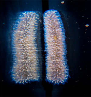 Pyrosome