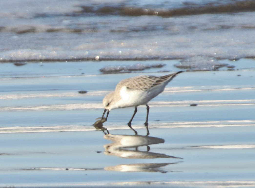 SANDERLINGS