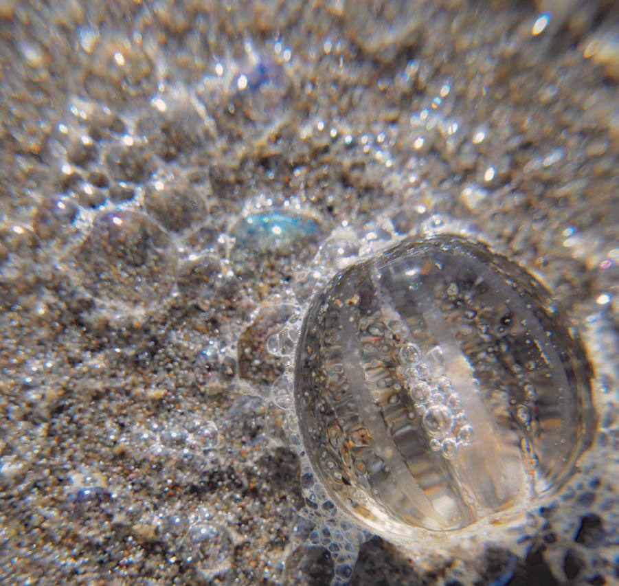 CLOSE UP OF SEA GOOSEBERRIES