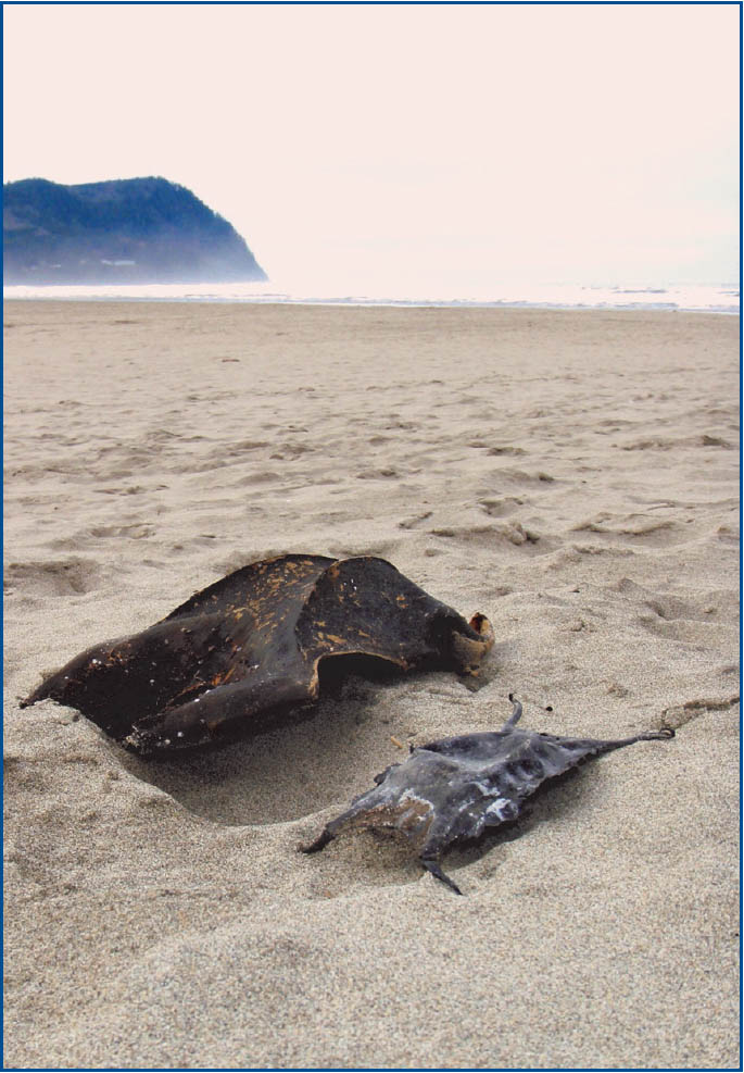 Skate Egg Casing on the beach