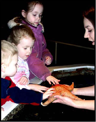 Touch Tank with a Starfish