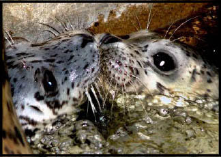 Harbor Seals Face To Face