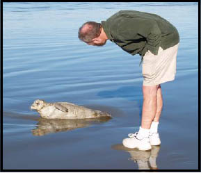 Baby Seal on Beach