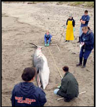 minke whale on beach