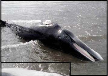 minke whale on beach
