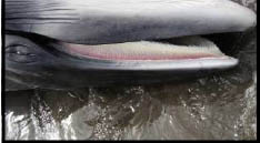 minke whale on beach