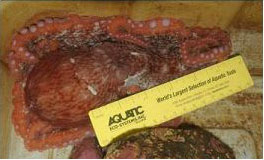 Baby Giant Pacific Octopus