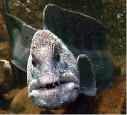 Wolf Eel