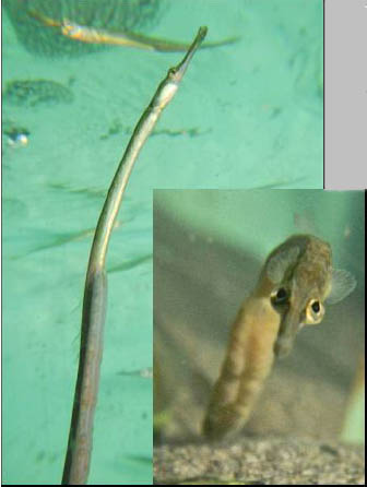 PipeFish