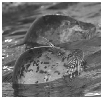 Seals Newsletter