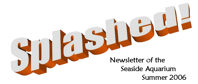 Splash Newsletter