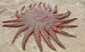 Seaside Aquarium Newsletter Splashed Summer 2008 Page 4 Star Fish On Beach