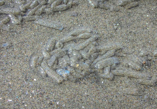 CLOSEUP OF TUBE WORM CASINGS