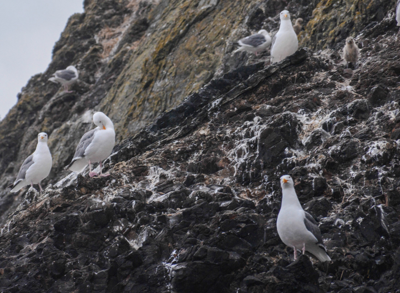 WESTERN GULL