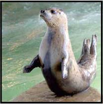 Seal on Rock