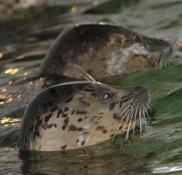Seals Newsletter