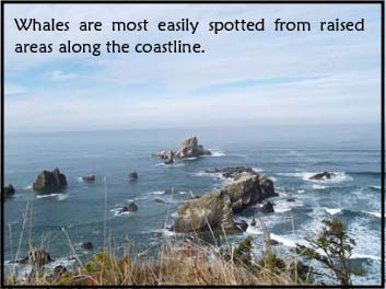 Whale Watching